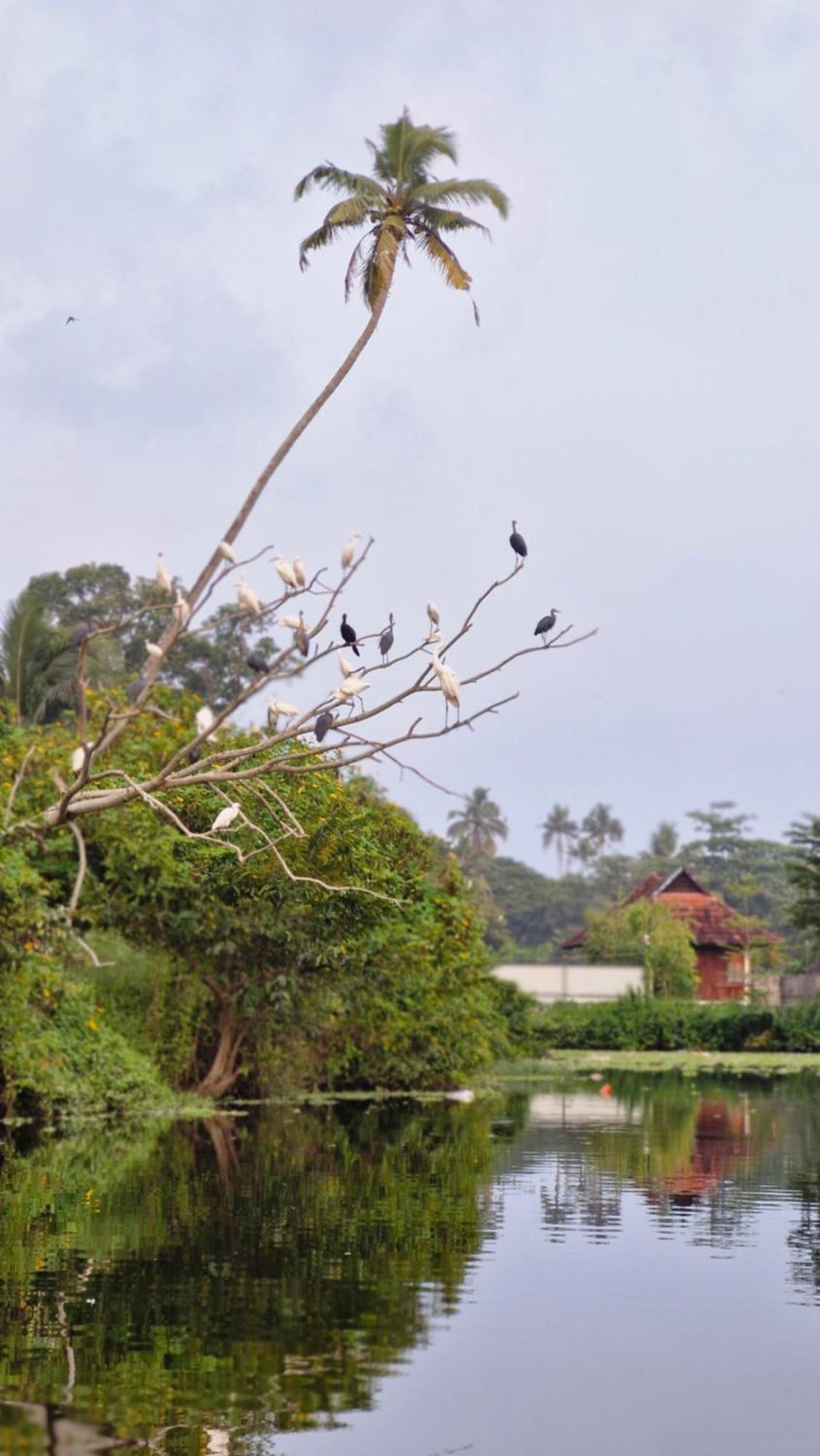 Gypsea Marari Bed & Breakfast Alappuzha Bagian luar foto
